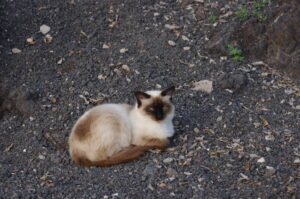 Erinnerung Katze Pumuckel