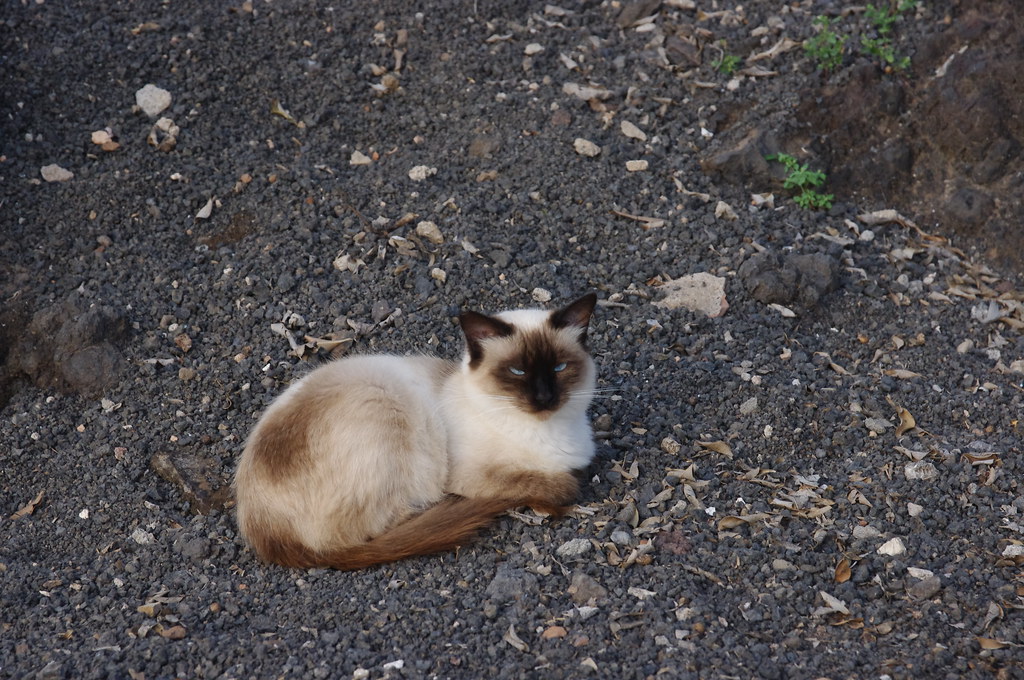 Erinnerung Katze Pumuckel