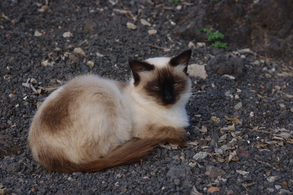 Erinnerung Katze Pumuckel