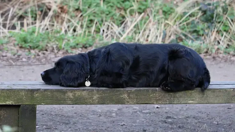 Blacky - Erinnerung an unseren Hund
