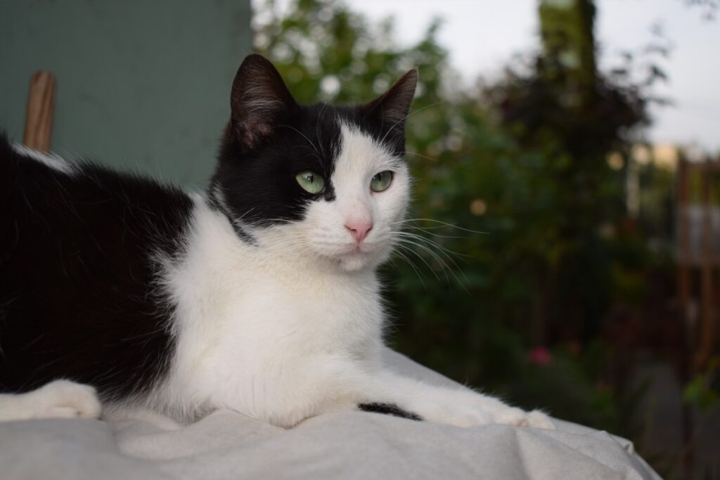 Erinnerung Katze Amanda