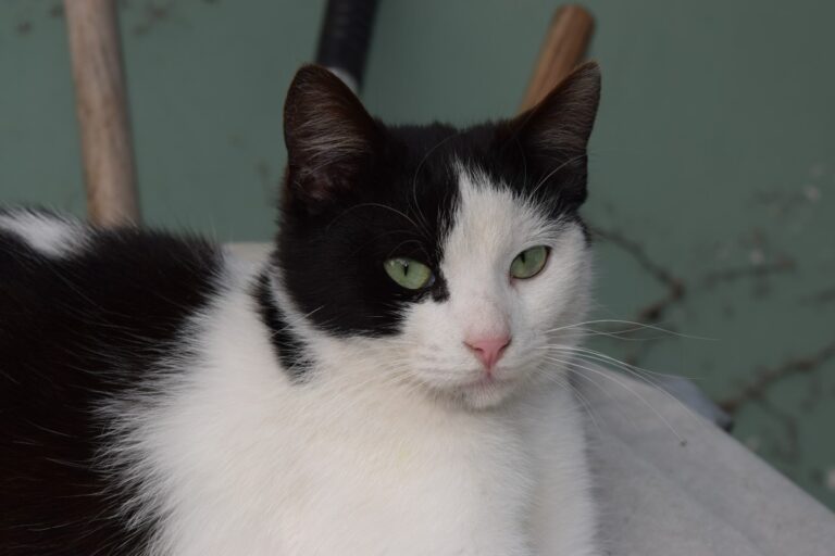 Erinnerung Katze Amanda