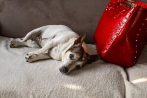 Max (Hund)