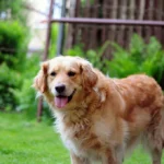 Benny
