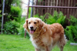 Benny