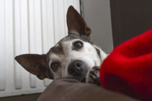 Max (Hund)
