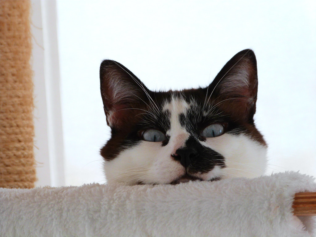 Mia (Katze)