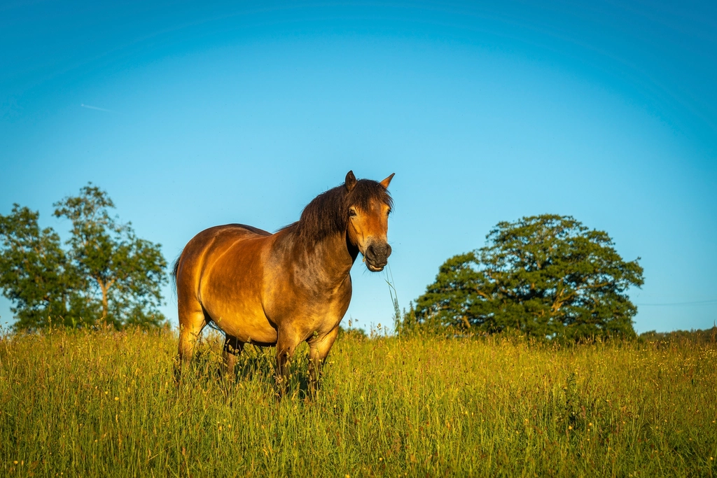 Sternchen (Pferd/Pony)
