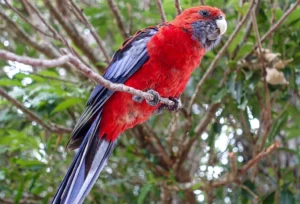 Zazu