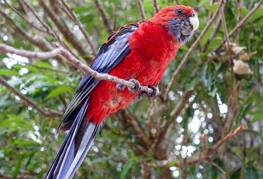 Zazu (Papagei)