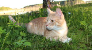 Nala