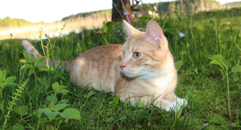 Nala (Katze)