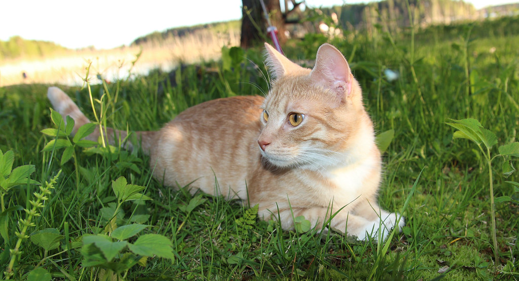 Nala (Katze)