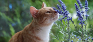 Nala (Katze)